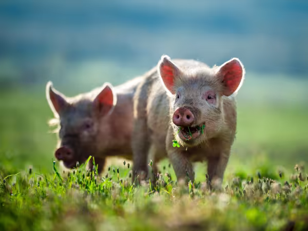 Schweine stehen auf grüner Wiese