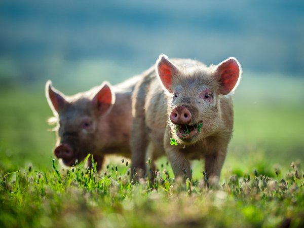 Schweine stehen auf grüner Wiese