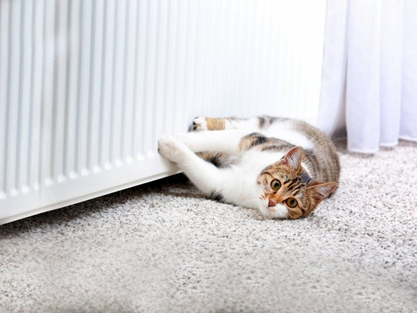 Eine Katze liegt vor einer Heizung