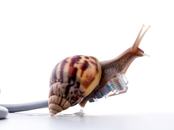 digitales schneckennetz kerdkanno fotolia 90593424 m.jpg