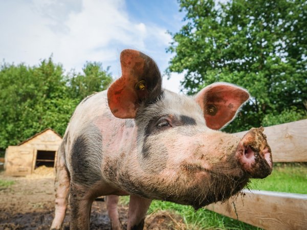 Schwein 